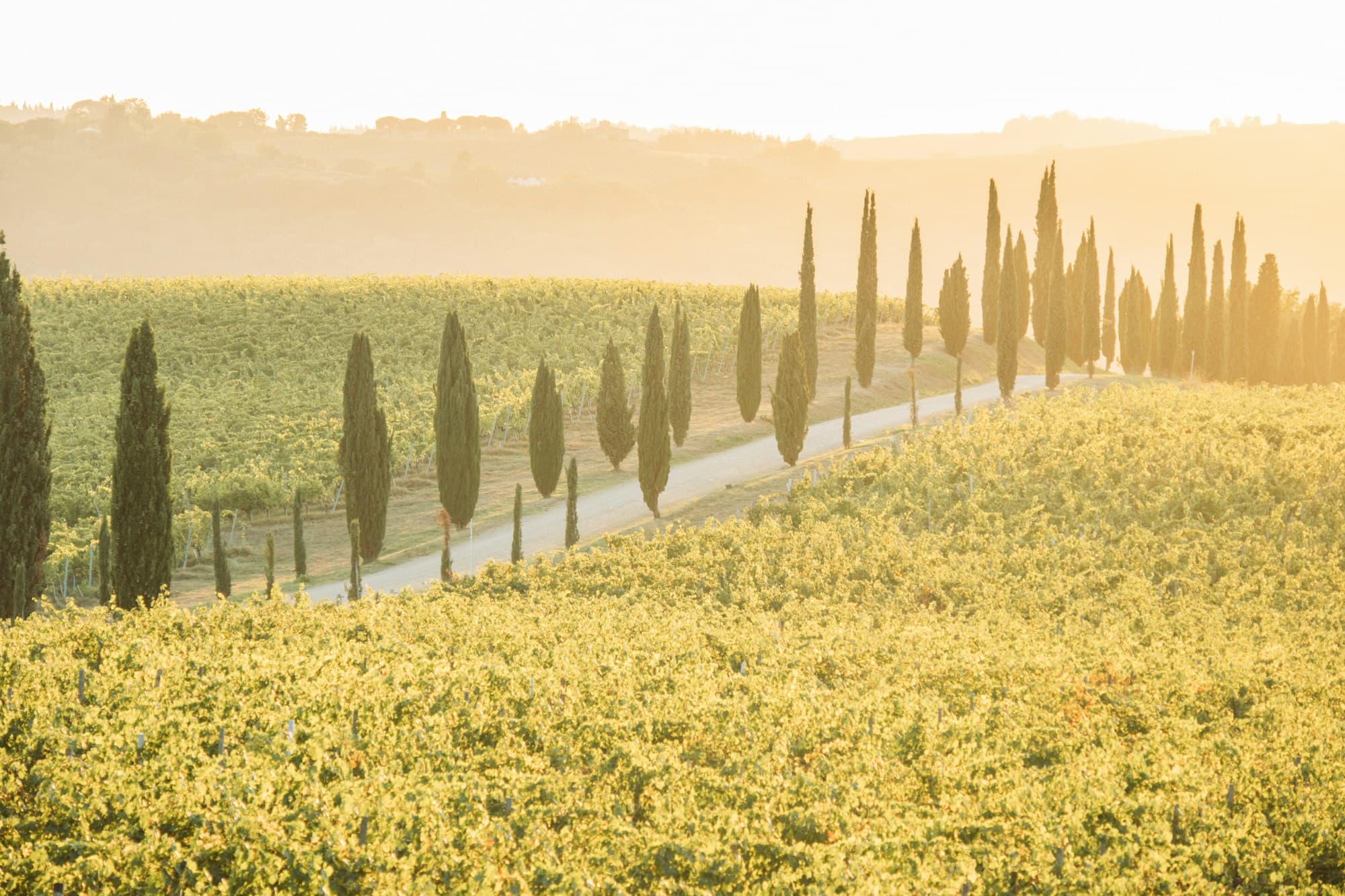 Strada bianca tra cipressi e vigneti al tramonto
